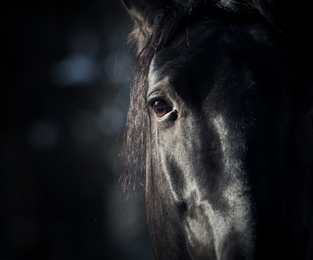 horse eye in darkの写真素材