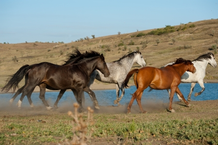 horses run in the wildの写真素材