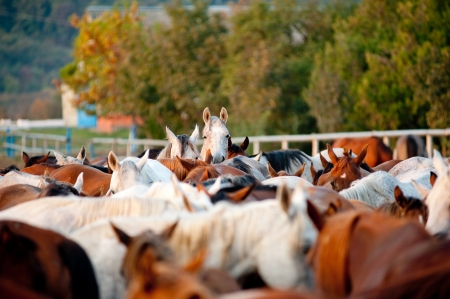 arabian horses in studの写真素材