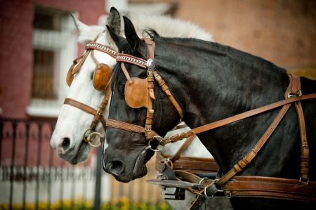 horses in carriageの写真素材