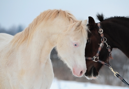 horses love