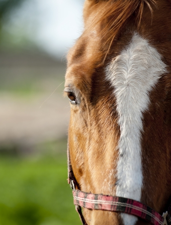 horse closeupの写真素材