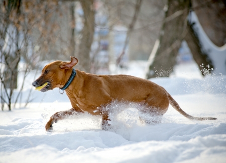 Rhodesian Ridgeback dog in winterの写真素材