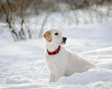 retriever puppy in snow