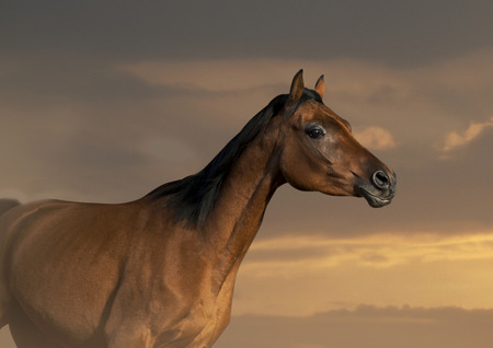 arabian horse in sunset