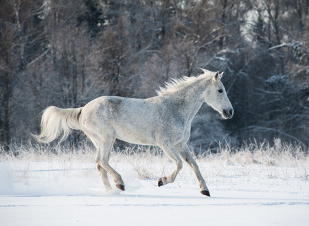 winter horseの写真素材