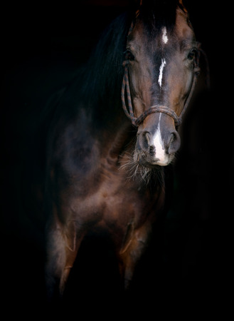 horse on blackの写真素材