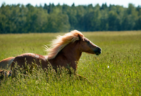 pony runs
