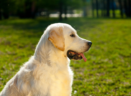 golden retrieverの写真素材