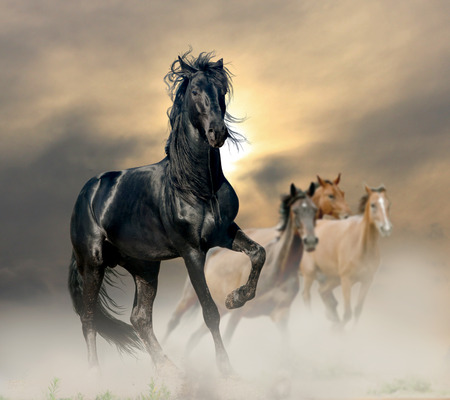 black stallionの写真素材
