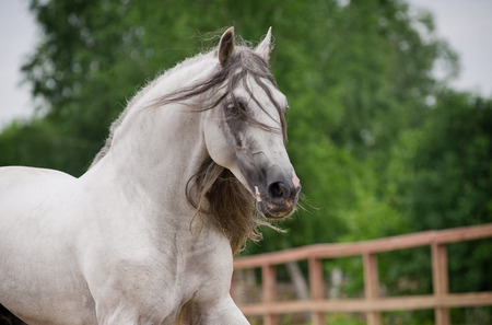 andalusian horse in movementの写真素材