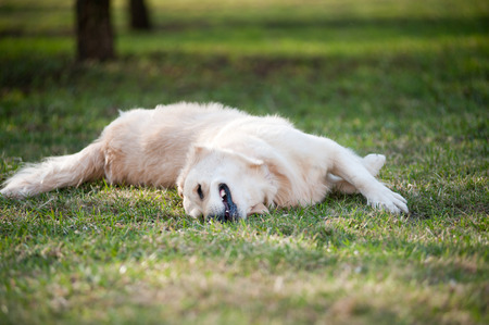 dog rolling on grassの写真素材