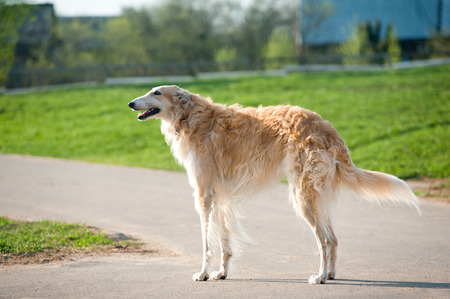 russian borzoiの写真素材