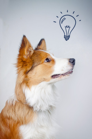 Border collie's thinkingの写真素材