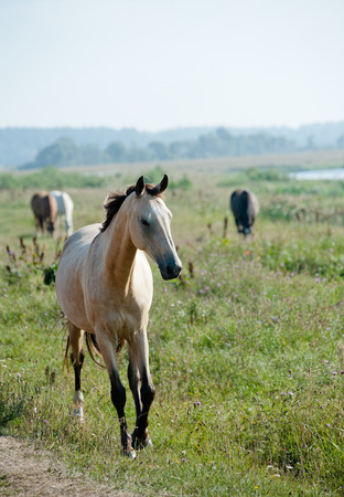 horse grazingの写真素材