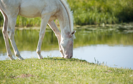 horses near drinking placeの写真素材