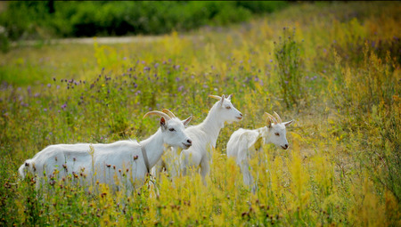 goats grazing outdoors