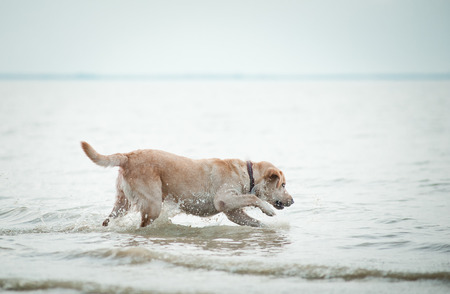 dog runs on waterの写真素材