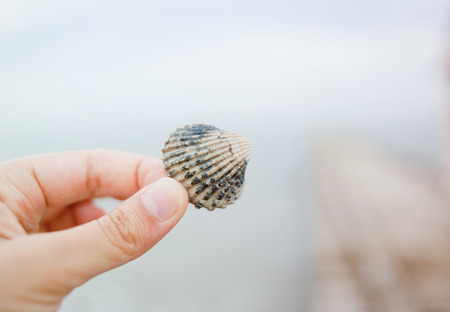 seashell in handの写真素材