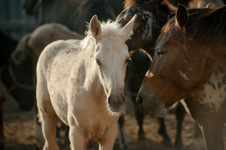 pony foal in herd