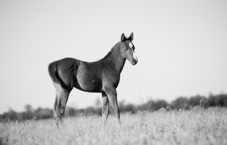 monochromatic shot of foalの写真素材