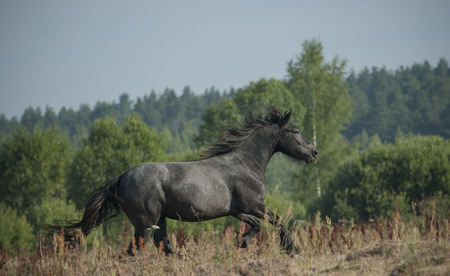 horse on freedomの写真素材