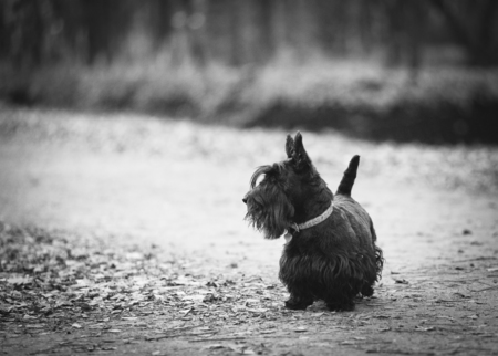 scotch terrier in autumnの写真素材