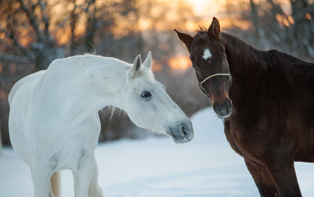 horses communicating in winterの写真素材