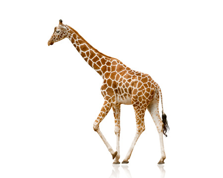 Giraffe isolated on whiteの写真素材