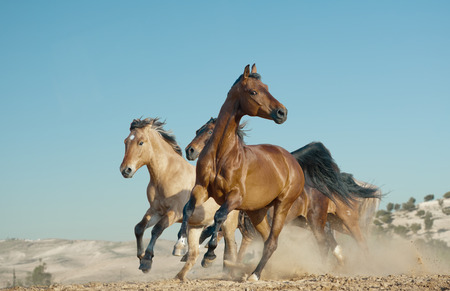 horses run in a wildの写真素材