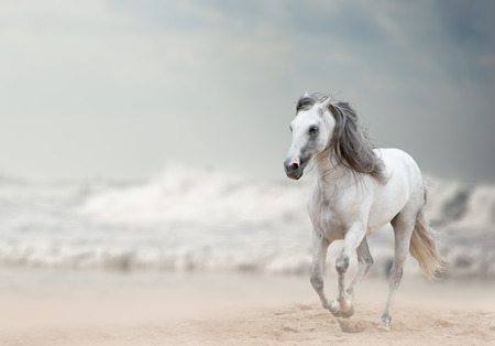 white andalusian stallionの写真素材