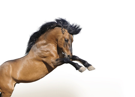 wild horse rearsの写真素材