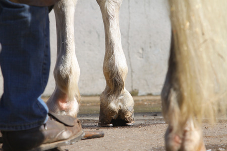 farrier with horse - legs viewの写真素材