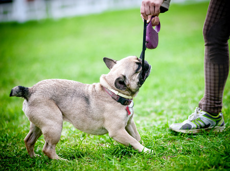 French bulldog male pulling over a leash from his owner's handsの写真素材