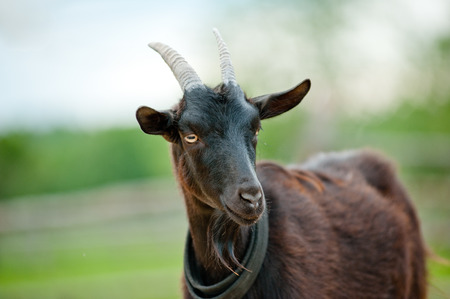 black goat portraitの写真素材
