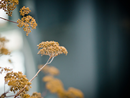 dry inflorescence on a soft blue background with space for a textの写真素材