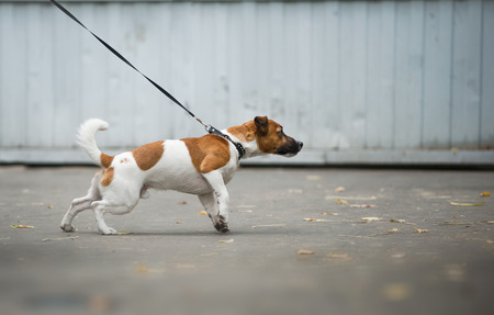 Jack russel terrier pulls the leash forward in a walkの写真素材