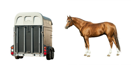 Purebred chestnut stallion and trailer isolated over a whiteの写真素材