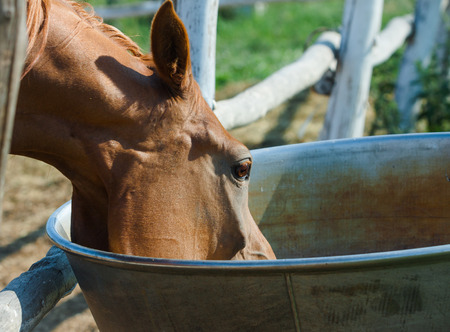 Arabian horse drinking close up from drinking bowlの写真素材