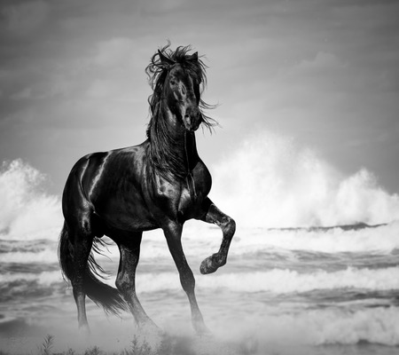 black stallion by the seaside in the wildの写真素材