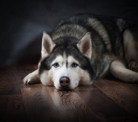 Portrait of siberian husky male laying on a floorの写真素材