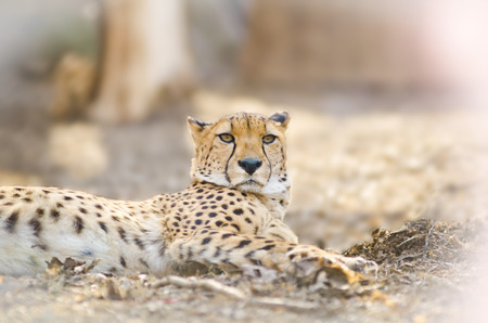 Young cheetah laying in sunny spring dayの写真素材
