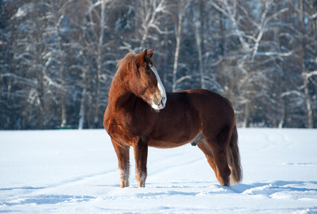 Chestnut draft breed stallion posing in winter forestの写真素材