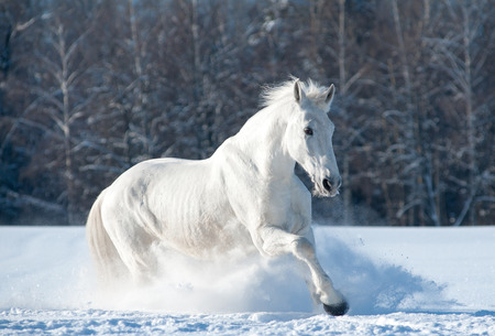 Snowhite horse running through snowdrifts in winter timeの写真素材
