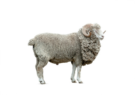 ram isolated over a white backgroundの写真素材