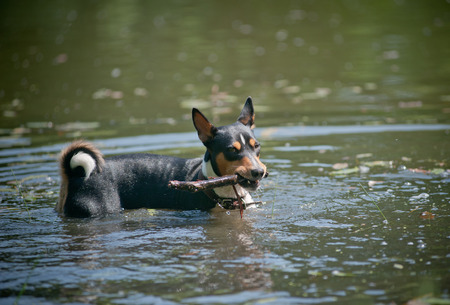basenji holding stick in a waterの写真素材