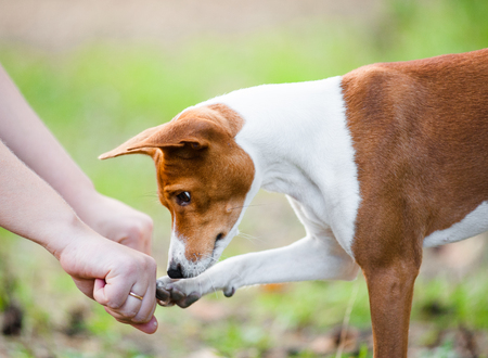 Concept: young basenji dog guesses which hand of owner hides treatsの写真素材