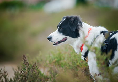 black and white border collie in summer fieldsの写真素材