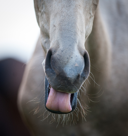 Funny horse showing tongueの写真素材