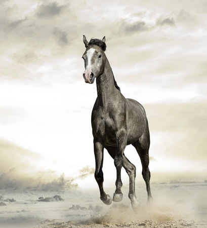 Young gray arabian colt is galloping in desertの写真素材